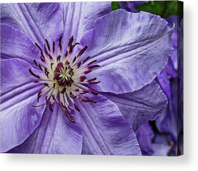 Clematis Acrylic Print featuring the photograph Purple Clematis Flower Photograph by Louis Dallara