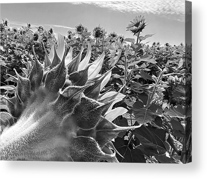 Sunflower Acrylic Print featuring the photograph Radar Love BW by Lee Darnell