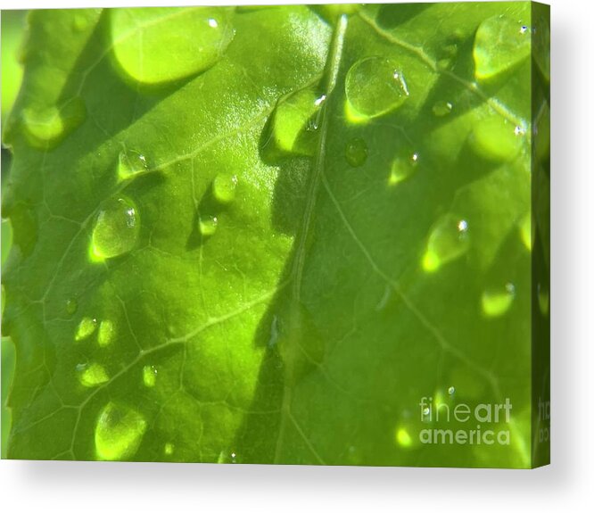 Rain Acrylic Print featuring the photograph Rain and Leaf by Catherine Wilson