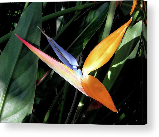  Tropical Acrylic Print featuring the photograph Ray Of Light by David Lawson