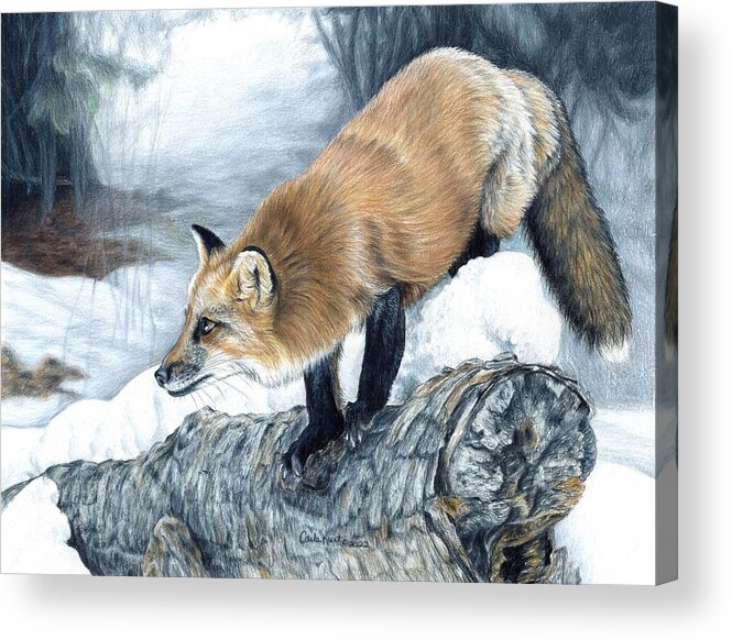 Fox Acrylic Print featuring the painting Ready to Pounce by Carla Kurt