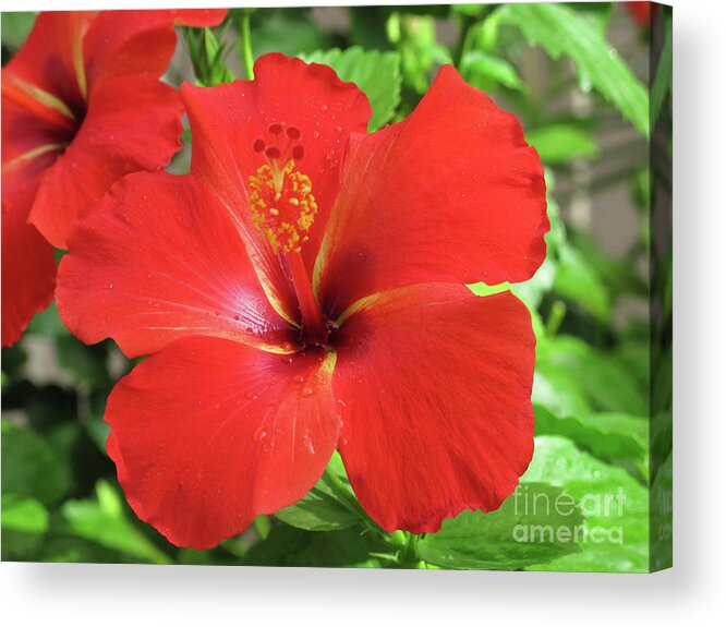Hibiscus; Red Hibiscus; Flower; Red Flower; Green Leaves; Leaves; Petals; Hawaii; Hawaiian Flowers; Close-up; Red; Green; Horizontal; Acrylic Print featuring the photograph Red Hibiscus by Tina Uihlein