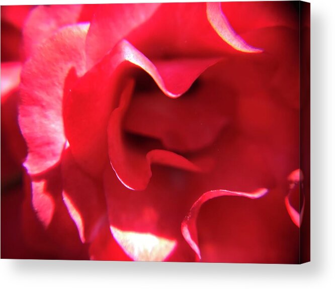 Red Rose Acrylic Print featuring the photograph Red Rose by Vivian Aumond