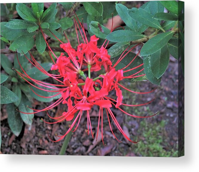 Flower Acrylic Print featuring the photograph Red Spider Lily Stare by Ed Williams