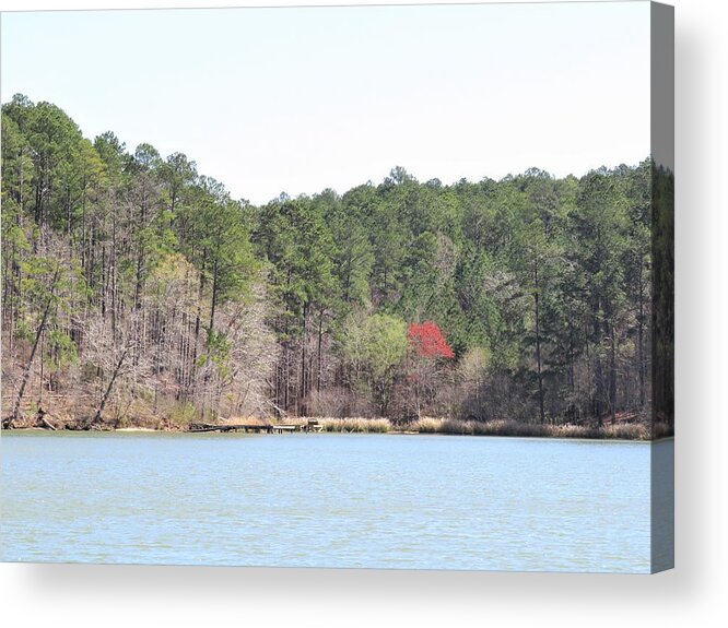 Red Acrylic Print featuring the photograph Red Tree Dock by Ed Williams