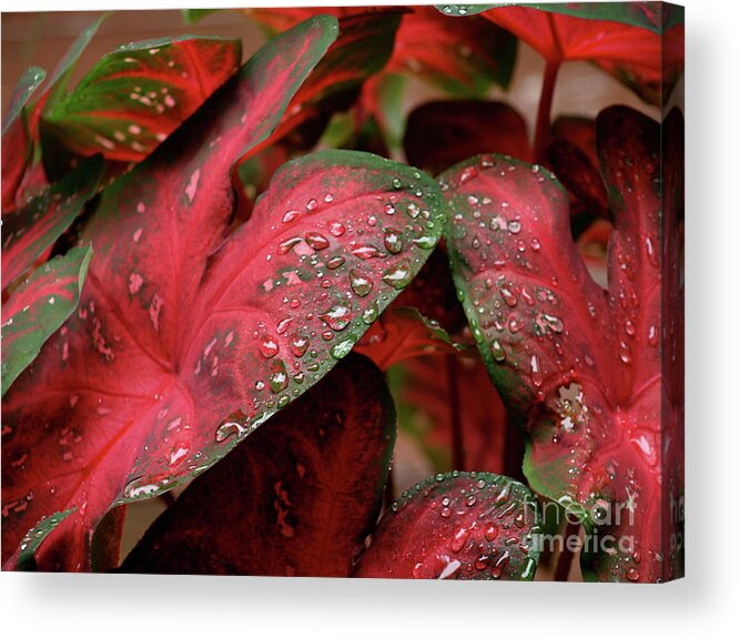 Acrylic Print featuring the photograph RedDewDrop by Mary Kobet