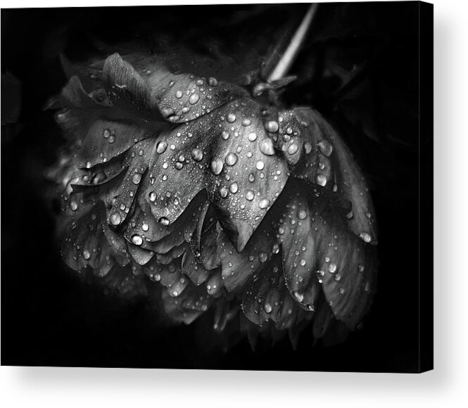 Peony Acrylic Print featuring the photograph Refreshed by Jessica Jenney