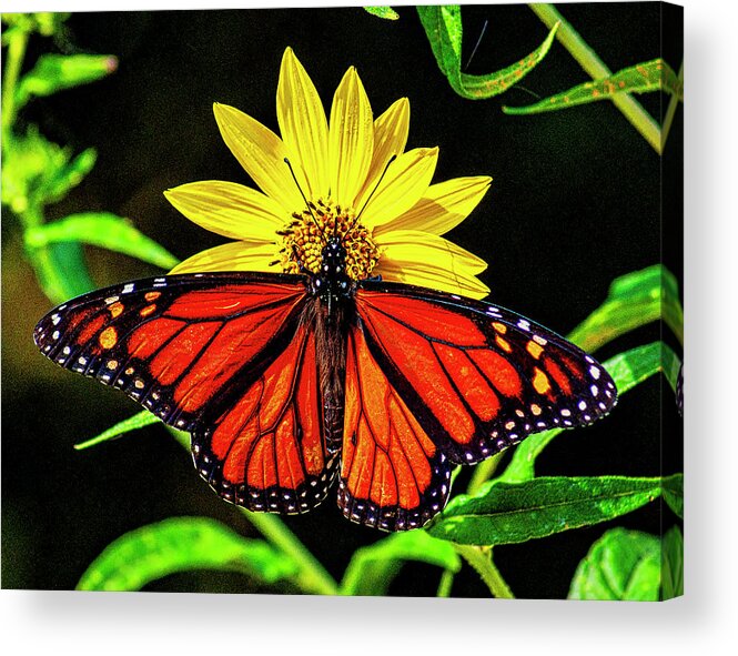 Beautiful Acrylic Print featuring the photograph Resting Monarch by Nick Zelinsky Jr