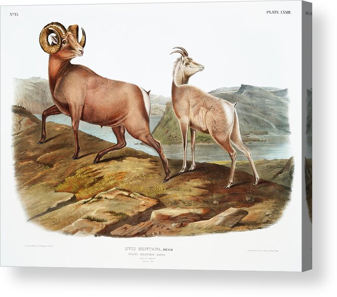 America Acrylic Print featuring the mixed media Rocky Mountain Sheep. John Woodhouse Audubon by World Art Collective