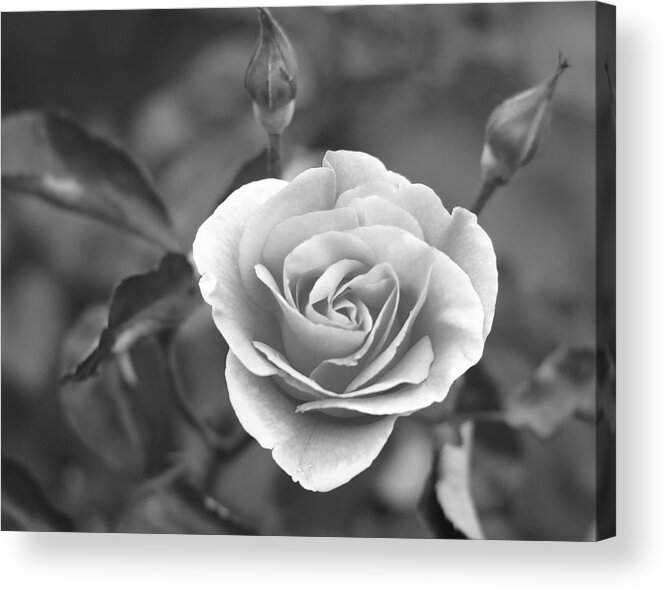 Black And White Acrylic Print featuring the photograph Rose In A Different Light by Scott Burd