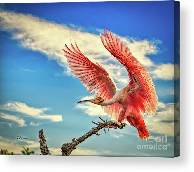 Birds Acrylic Print featuring the photograph Roseate Spoonbill by DB Hayes