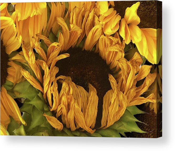 Daisy Acrylic Print featuring the painting Rubino Brand Sunflower Photo Bouquet by Tony Rubino