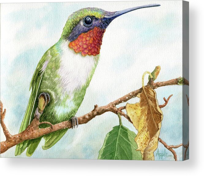  Acrylic Print featuring the painting ruby-throated Humming Bird by Linda Apple