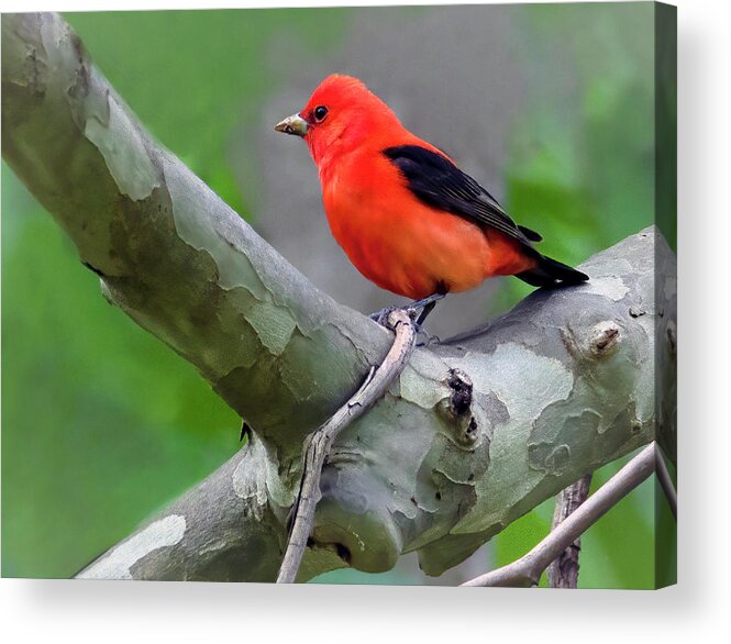 Bird Acrylic Print featuring the photograph Scarlet Tanager by Art Cole