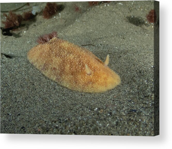 Sea Lemon Acrylic Print featuring the photograph Sea lemon nudibranch in the sand by Brian Weber