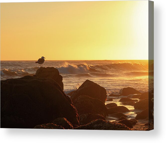 Beach Acrylic Print featuring the photograph Seagull Enjoying the Sunset by Matthew DeGrushe