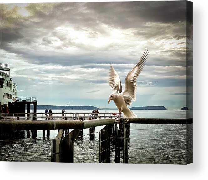 Seabird Acrylic Print featuring the photograph Seagull's landing by Anamar Pictures