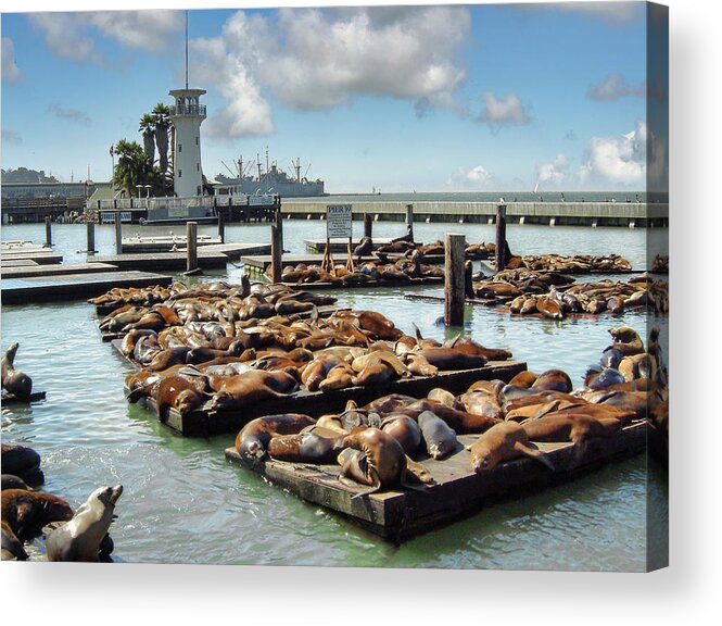 San Francisco Acrylic Print featuring the photograph Sealions, California by Mark Llewellyn