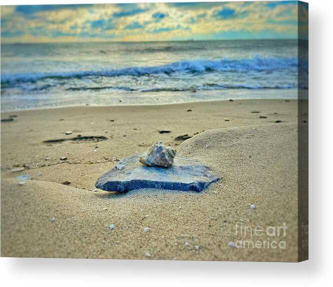Bay Acrylic Print featuring the photograph Shell in Focus by Maya Mey Aroyo