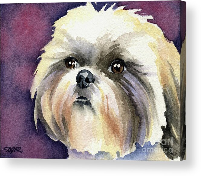 Shih Tzu Acrylic Print featuring the painting Shih Tzu Watercolor Dog Art by David Rogers