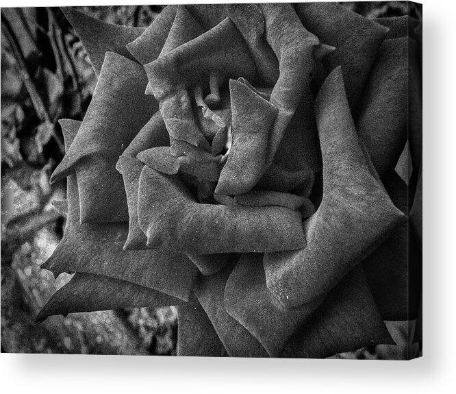 Rose Acrylic Print featuring the photograph Silken Petals by Judy Hall-Folde