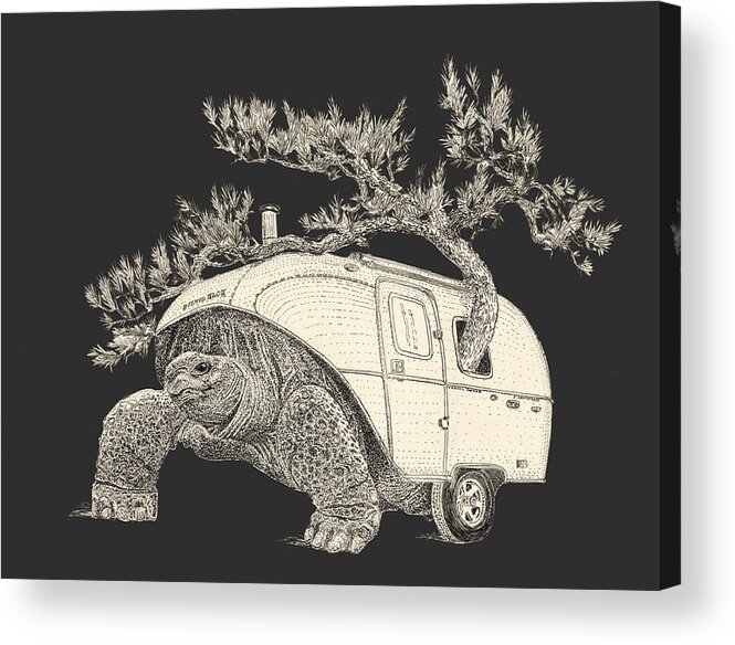 Tortoise Acrylic Print featuring the digital art Silver Back by Jenny Armitage