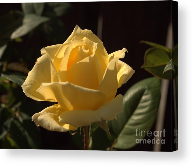 Backyard Acrylic Print featuring the photograph Single Yellow Dancing Rose by Richard Thomas
