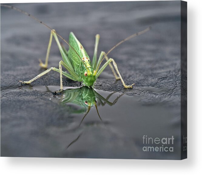 Sip Mirror Reflection Beautiful Green Eyes Cricket Drinking Water Insect Six Legs Unique Bizarre Close Up Macro Natural History Looking Humor Funny Single One Life-style Portrait Whiskers Delicate Vivid Color Beauty Alone Posing Elegant Handsome Figure Character Expressive Charming Singular Stylish Solo Fantastic Solitary Lonesome Loner Pretty Delightful Serenity Enjoying Joy Stimulating Mysterious Surreal Creative Fantasy Weird Imaginary Aesthetic Eccentric Grotesque Peculiar Face Puddle Nice Acrylic Print featuring the photograph Sip Of Water - Am I Beautiful? by Tatiana Bogracheva