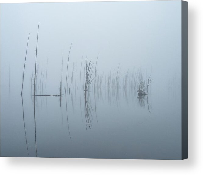 Makepeace Lake Acrylic Print featuring the photograph Skeleton Trees In The Fog by Kristia Adams