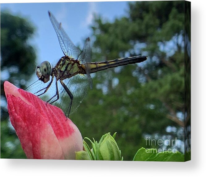 Dragonfly Acrylic Print featuring the photograph Skimmer On Target by Catherine Wilson