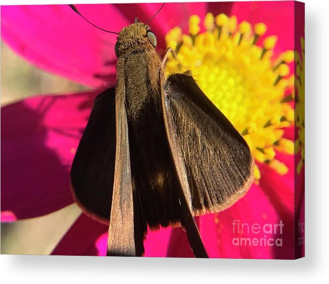 Skipper Acrylic Print featuring the photograph Skipper Ocola by Catherine Wilson