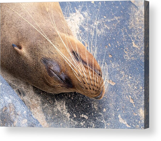 Sea Lion Acrylic Print featuring the photograph Sleeping Galapagos Sea Lion by L Bosco
