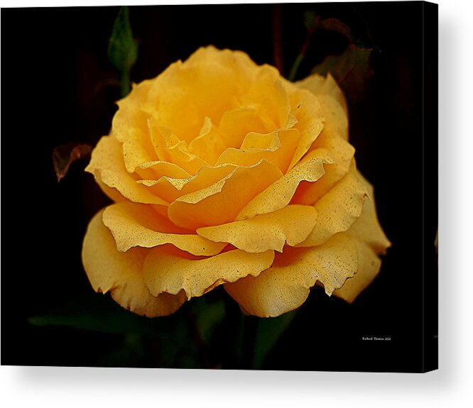 Botanical Acrylic Print featuring the photograph Smokey Yellow Rose by Richard Thomas