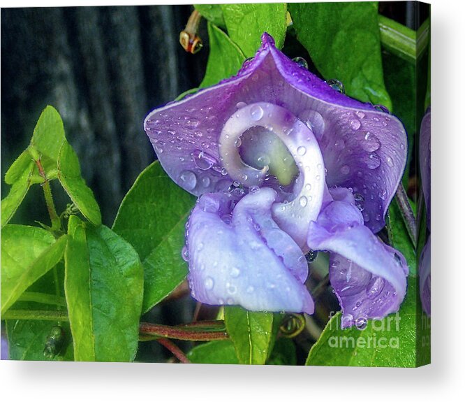 Trumpet Vine Or Trumpet Creeper (campsis Radicans) And Snail Flo Acrylic Print featuring the photograph Snail Vine Flowering with Raindrops by David Zanzinger