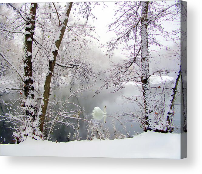 Winter Acrylic Print featuring the photograph Snow Swan by Jessica Jenney