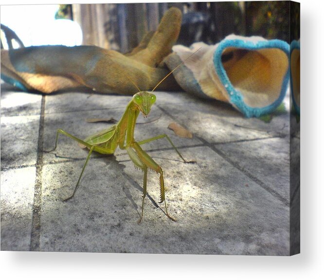 Praying Mantis Acrylic Print featuring the photograph So You Want To Put On Your Gloves by Andy Rhodes