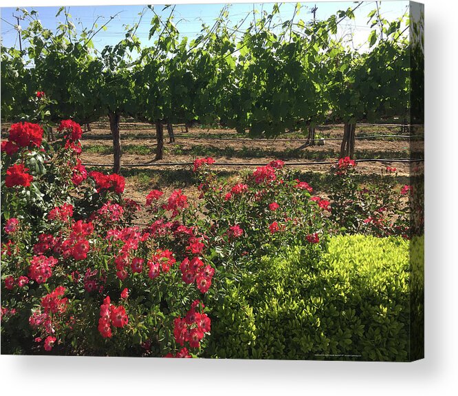 Southcoast Acrylic Print featuring the painting Southcoast Vines by Roxy Rich