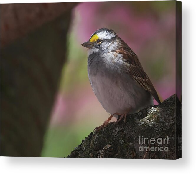 Bird Acrylic Print featuring the photograph Sparrow in the Spotlight by Chris Scroggins