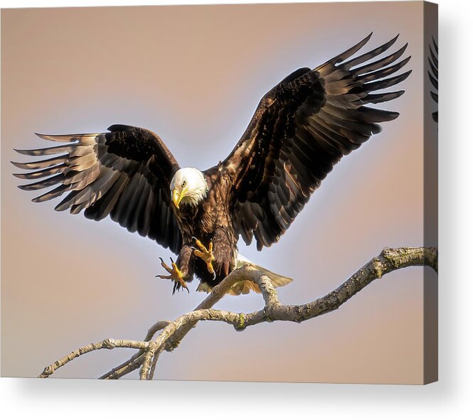 Bald Eagle Acrylic Print featuring the photograph Spread Eagle by James Overesch