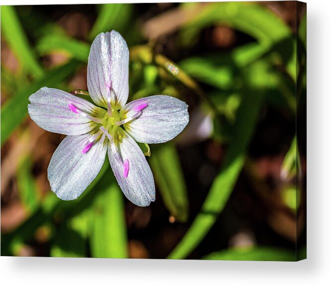 Closeup Acrylic Print featuring the photograph Spring Flowers by Louis Dallara