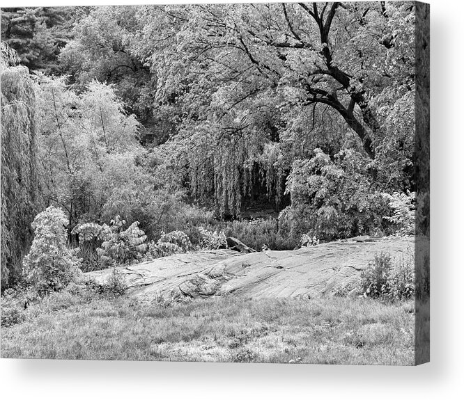Spring Acrylic Print featuring the photograph Spring in Black and White by Cate Franklyn
