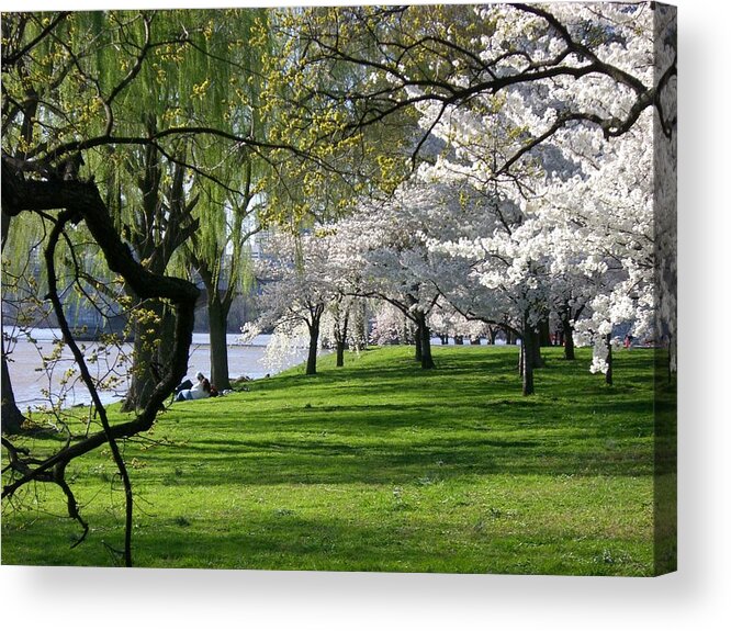 Cherry Blossoms Acrylic Print featuring the photograph Spring in the US Capital by Tanya White