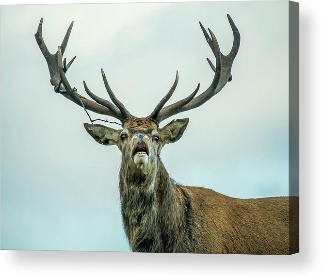 Stag Acrylic Print featuring the photograph Stag Call by Nick Bywater
