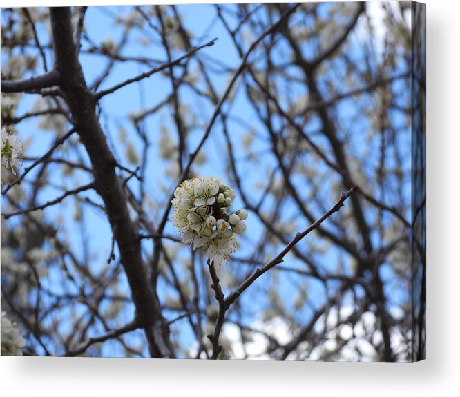 Spring Acrylic Print featuring the photograph Stained Glass Blossoms by Amanda R Wright