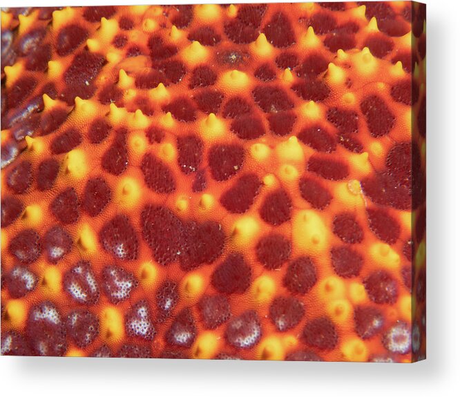 Sea Star Acrylic Print featuring the photograph Starfish skin by Brian Weber