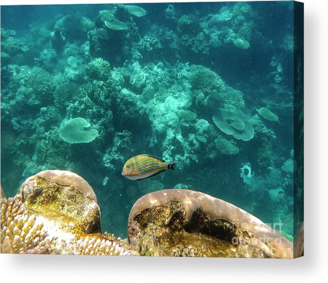 Great Barrier Reef Acrylic Print featuring the photograph Striped Surgeonfish Two by Bob Phillips