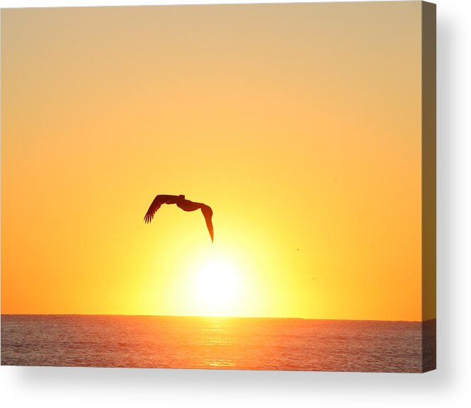 Pelican Acrylic Print featuring the photograph Sunbird by Kathleen Illes