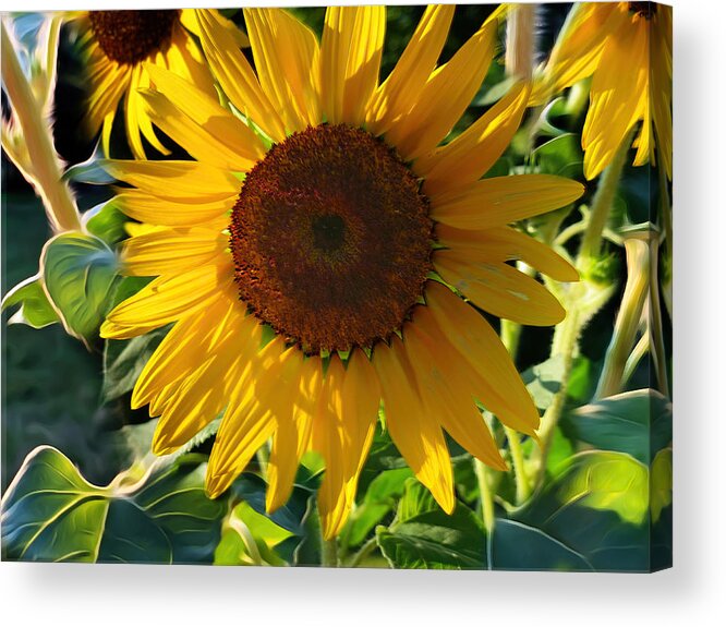 Wall Art Acrylic Print featuring the photograph Sunflowers by Carol Whaley Addassi