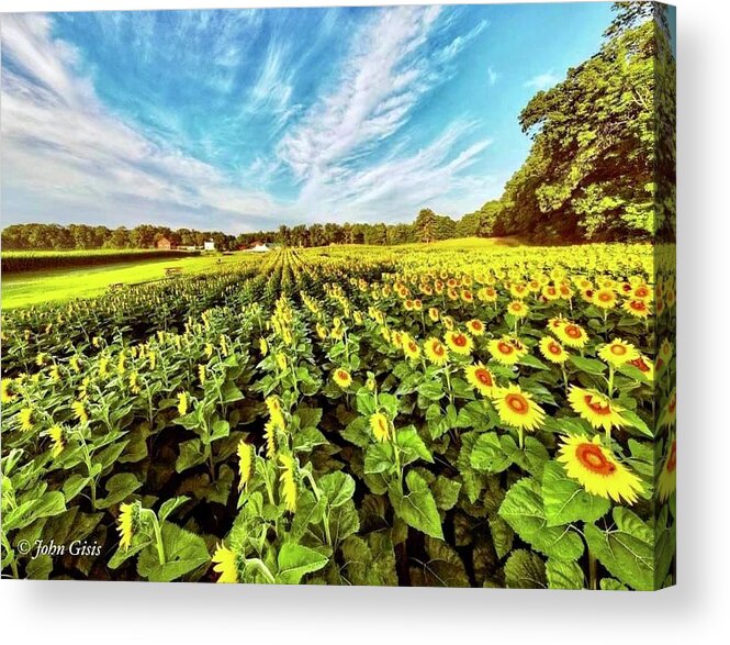  Acrylic Print featuring the photograph Sunflowers by John Gisis