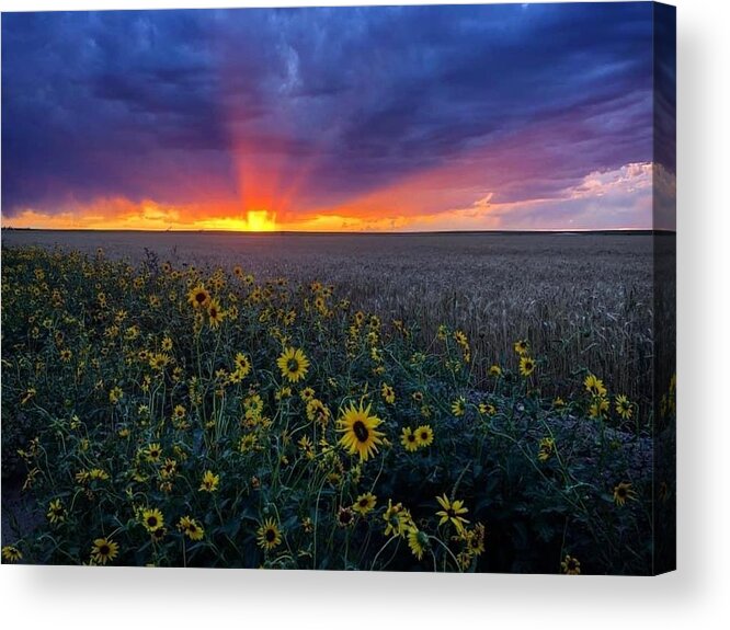 Sunset Acrylic Print featuring the photograph Sunset 1 by Julie Powell